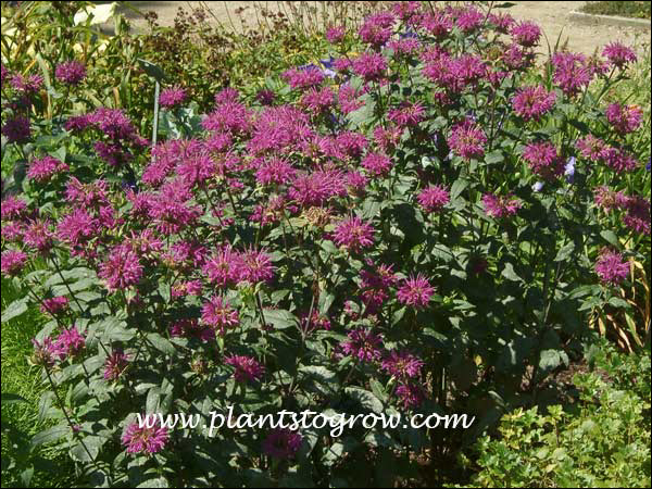 Blue Stocking Monarda (Monarda didyma)